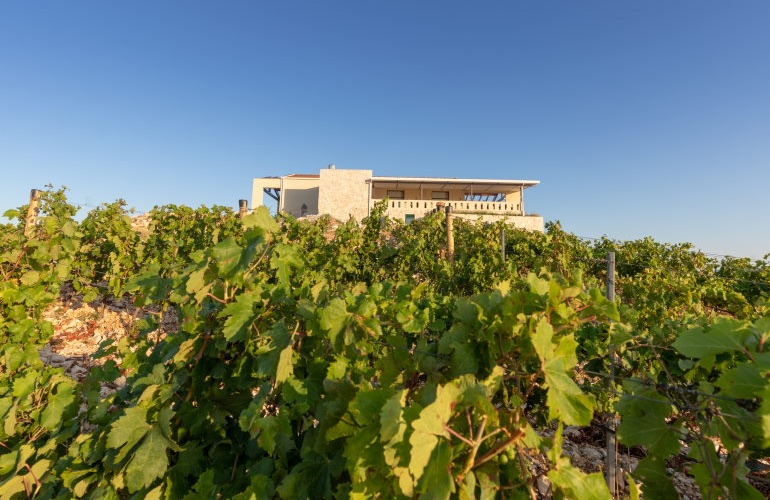 Destinacija Terra Madre - Vinarija iz Komarne, Dalmacija