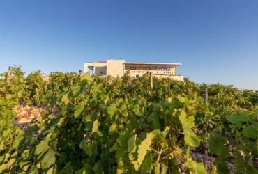 Destinacija Terra Madre - Vinarija iz Komarne, Dalmacija