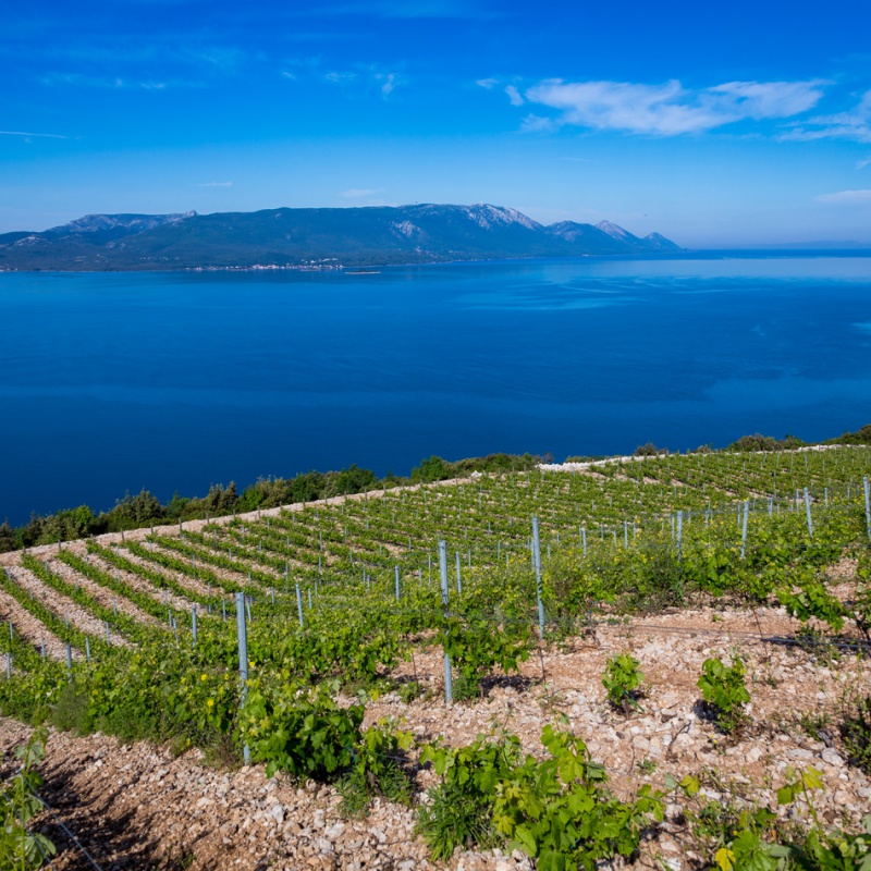 Vinogradi Komarna