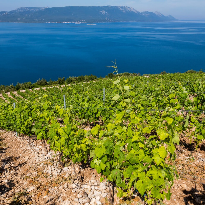 Vinogradi Komarna